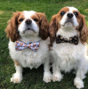 Cutie Ties Dog Bow Tie