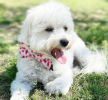 Cutie Ties Dog Bow Tie