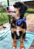 Cutie Ties Dog Bow Tie
