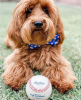 Cutie Ties Dog Bow Tie
