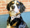 Cutie Ties Dog Bow Tie