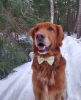 Cutie Ties Dog Bow Tie