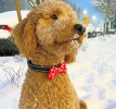 Cutie Ties Dog Bow Tie