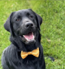 Cutie Ties Dog Bow Tie