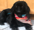 Sport Bandana