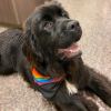 Sport Bandana
