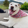 Sport Bandana