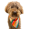 Sport Bandana