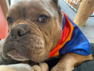 Sport Bandana
