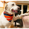 Sport Bandana
