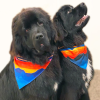 Sport Bandana