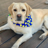 Sport Bandana