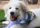 Sport Bandana