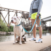GF Pet  Reflective Collar