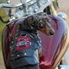 Dog Biker Motorcycle Jacket