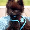 Dog Cool Mesh Harness Under the Sea Collection