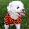 Dog Halloween Camp Shirts