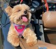 Dog Choke Free Harness American River Ombre Collection