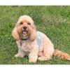 Dog Harness Cool Mesh with Leash