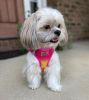 Dog Choke Free Harness American River Ombre Collection