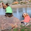Dog Cotton Tank