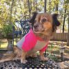 Dog Multi Color-Block Hoodie