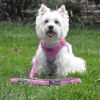 Dog Leash, Soft Pull Traffic